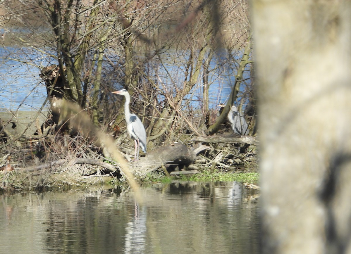 Gray Heron - ML630177630
