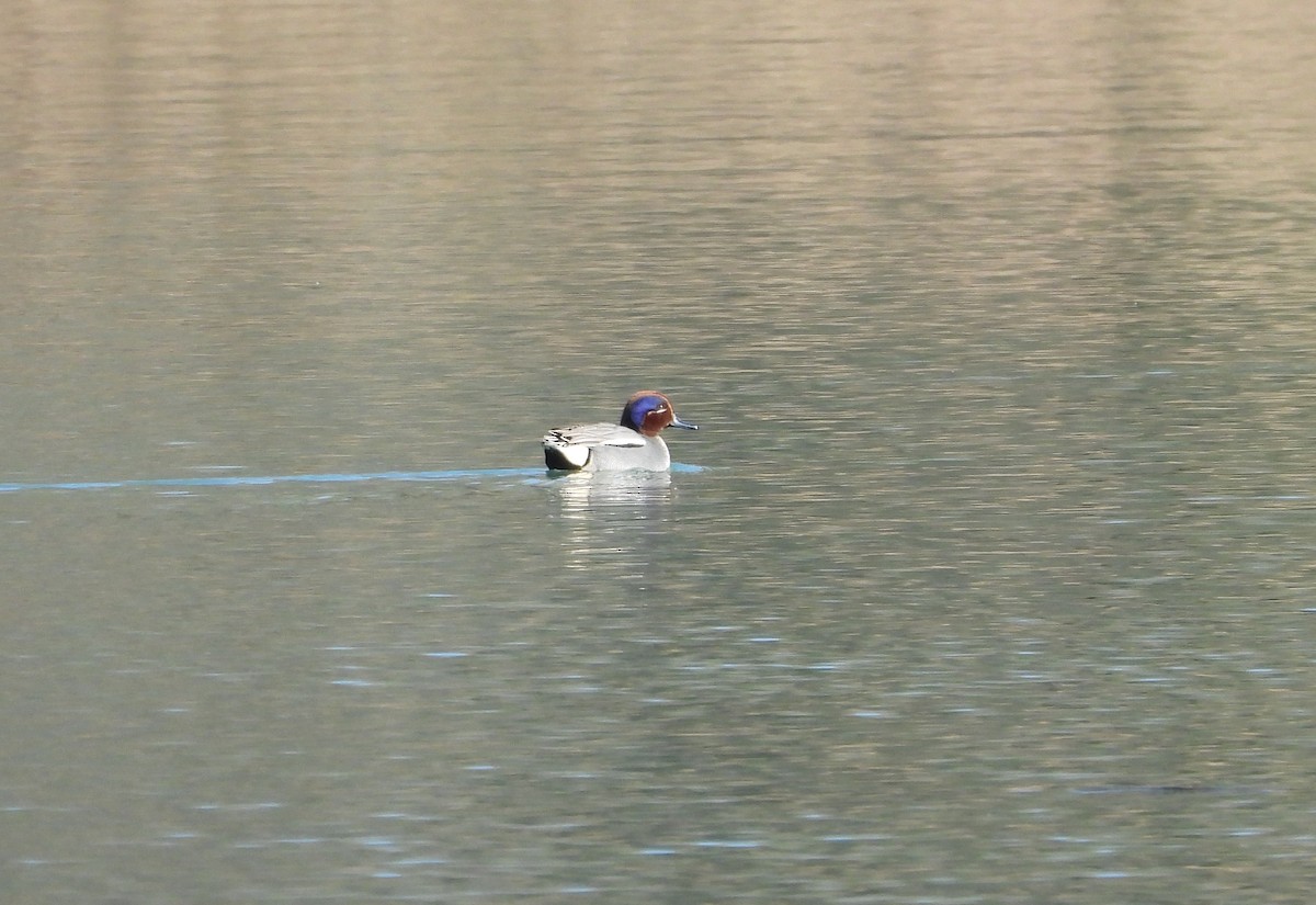 Green-winged Teal - ML630177663