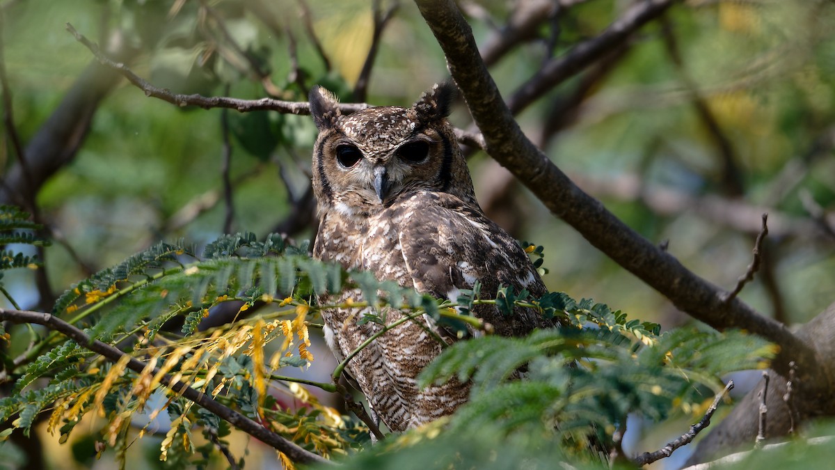 Grayish Eagle-Owl - ML630177667