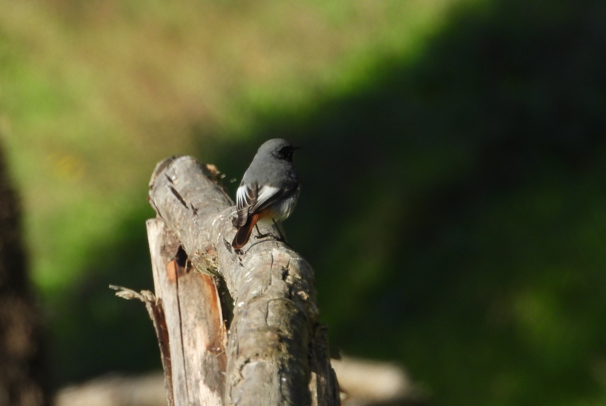 Black Redstart - ML630177766