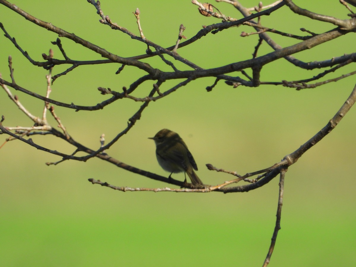 Common Chiffchaff - ML630177777