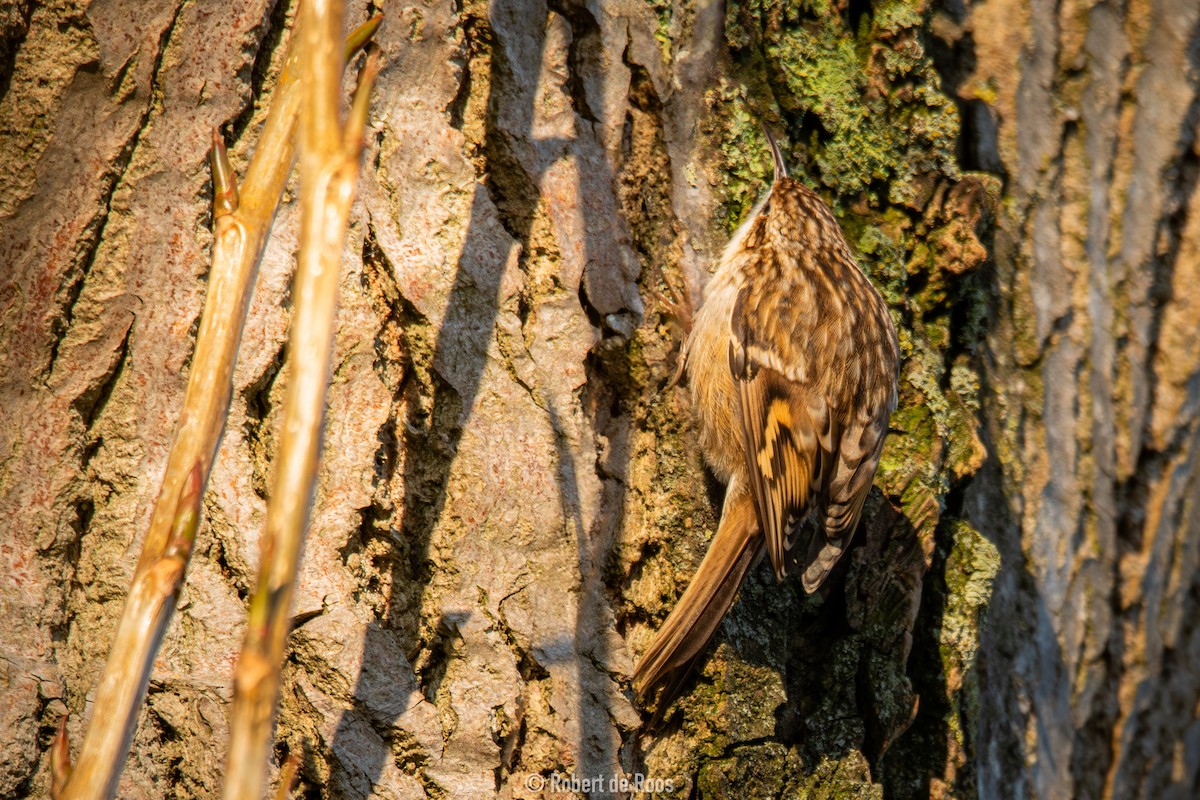 Short-toed Treecreeper - ML630177999