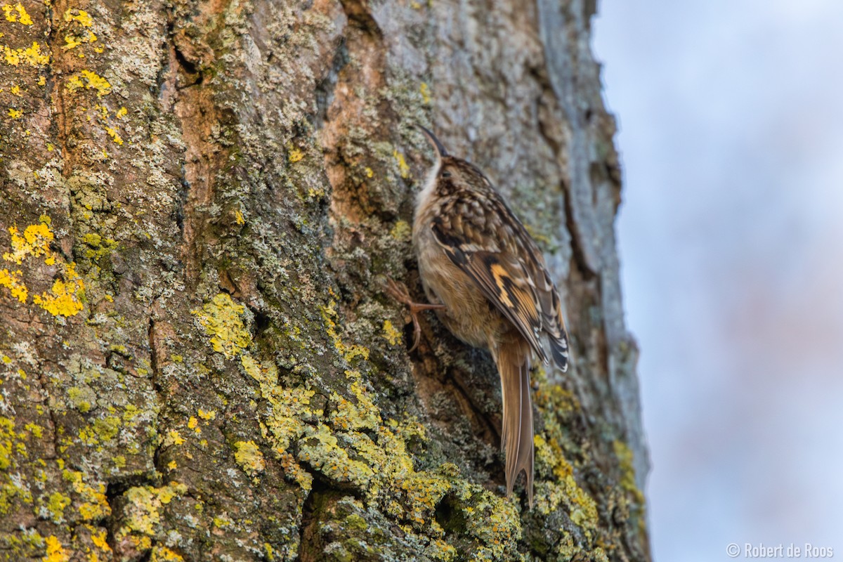 Short-toed Treecreeper - ML630178000