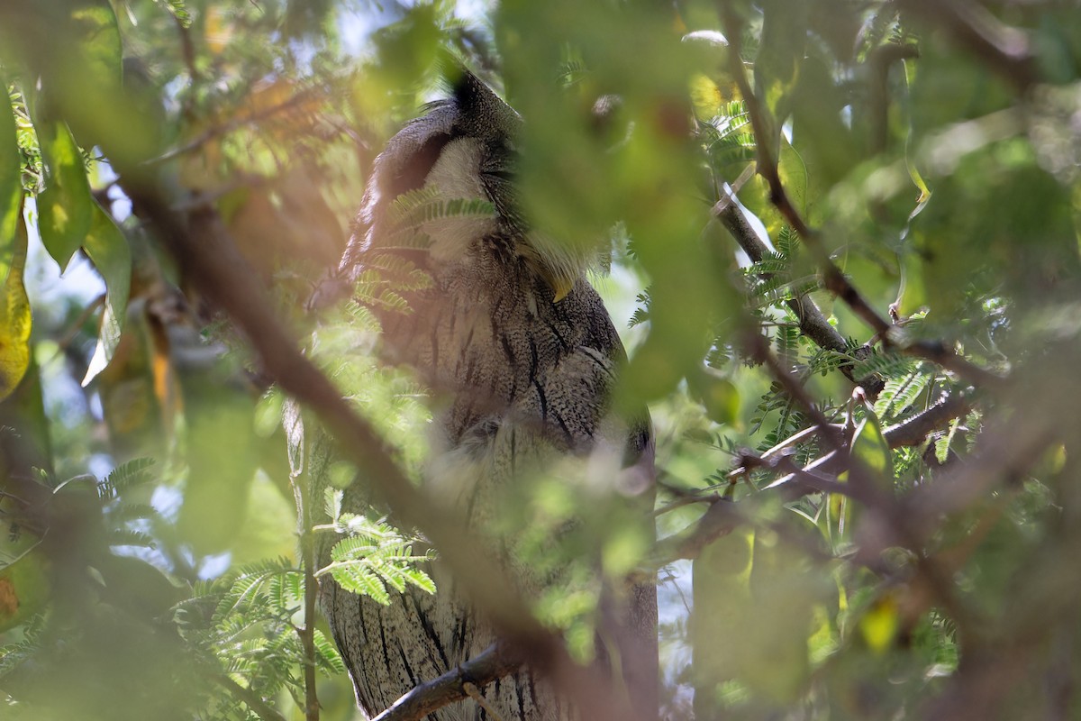 Northern White-faced Owl - ML630178139