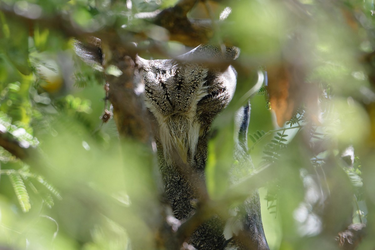 Northern White-faced Owl - ML630178148