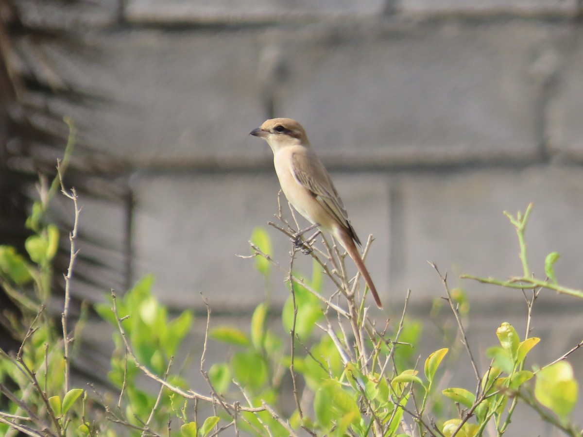 Isabelline Shrike - ML630178205