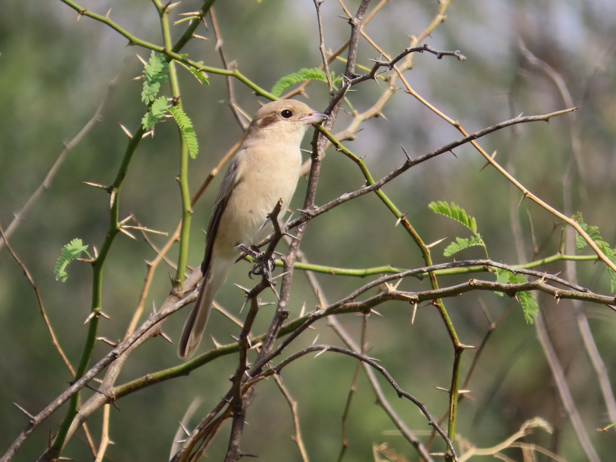 Isabelline Shrike - ML630178206