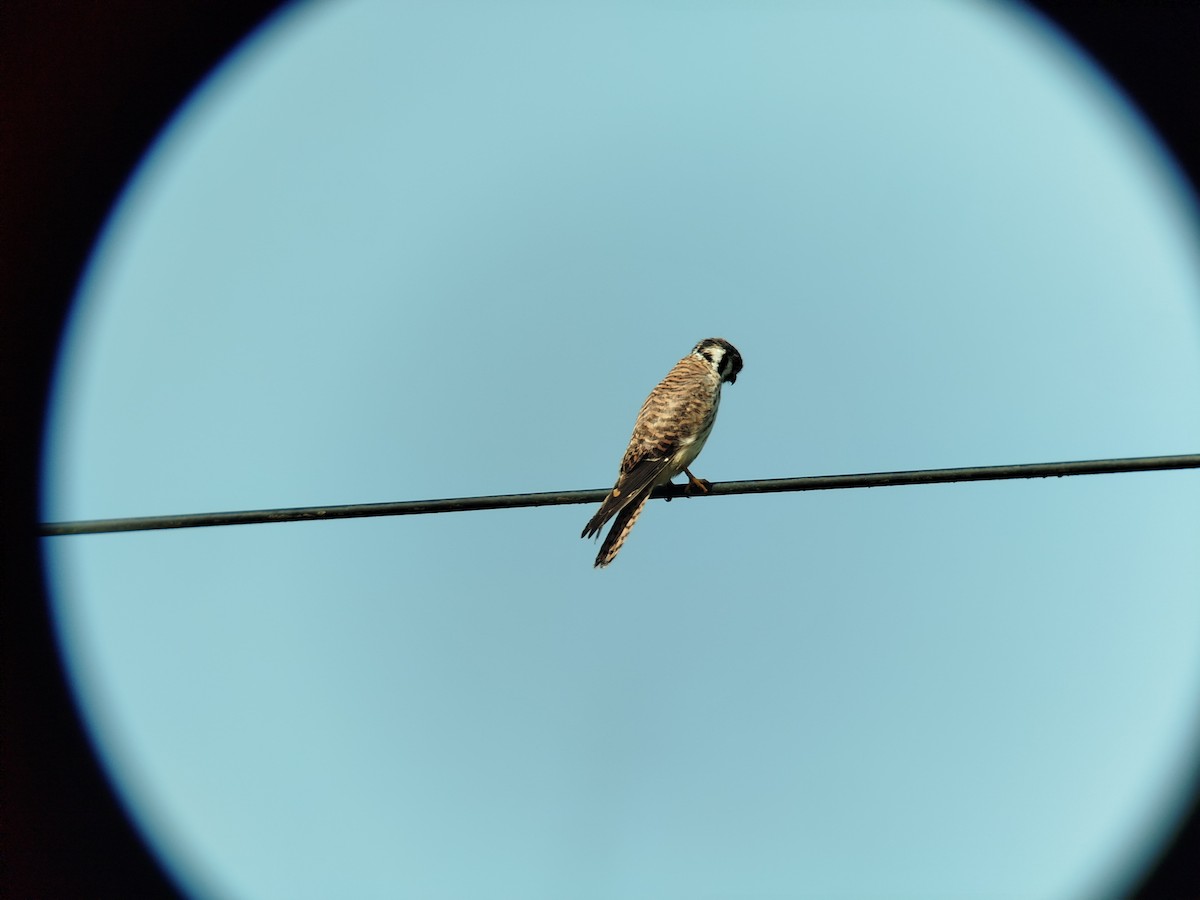 American Kestrel - ML630178306