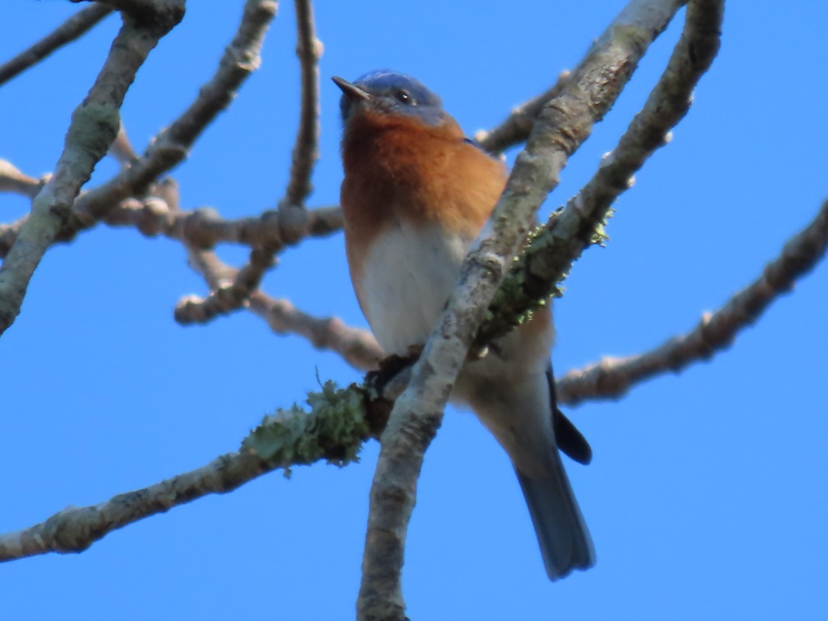 Eastern Bluebird - ML630178339