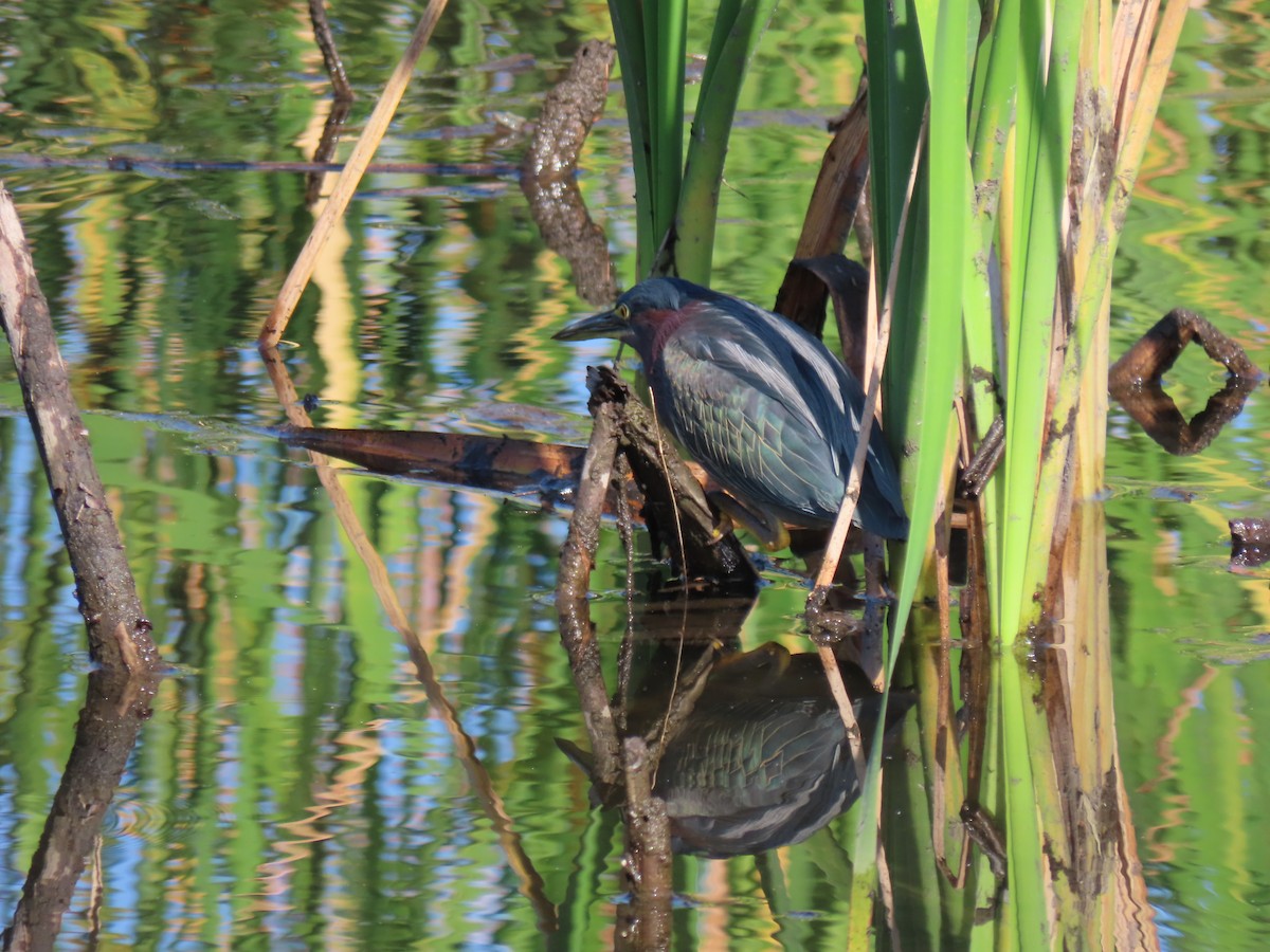 Green Heron - ML630178351