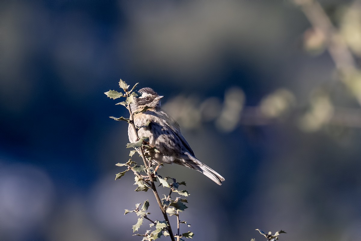Radde's Accentor - ML630178418