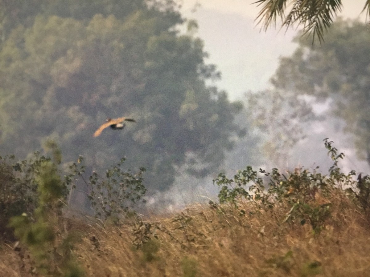 Black Francolin - ML630178612