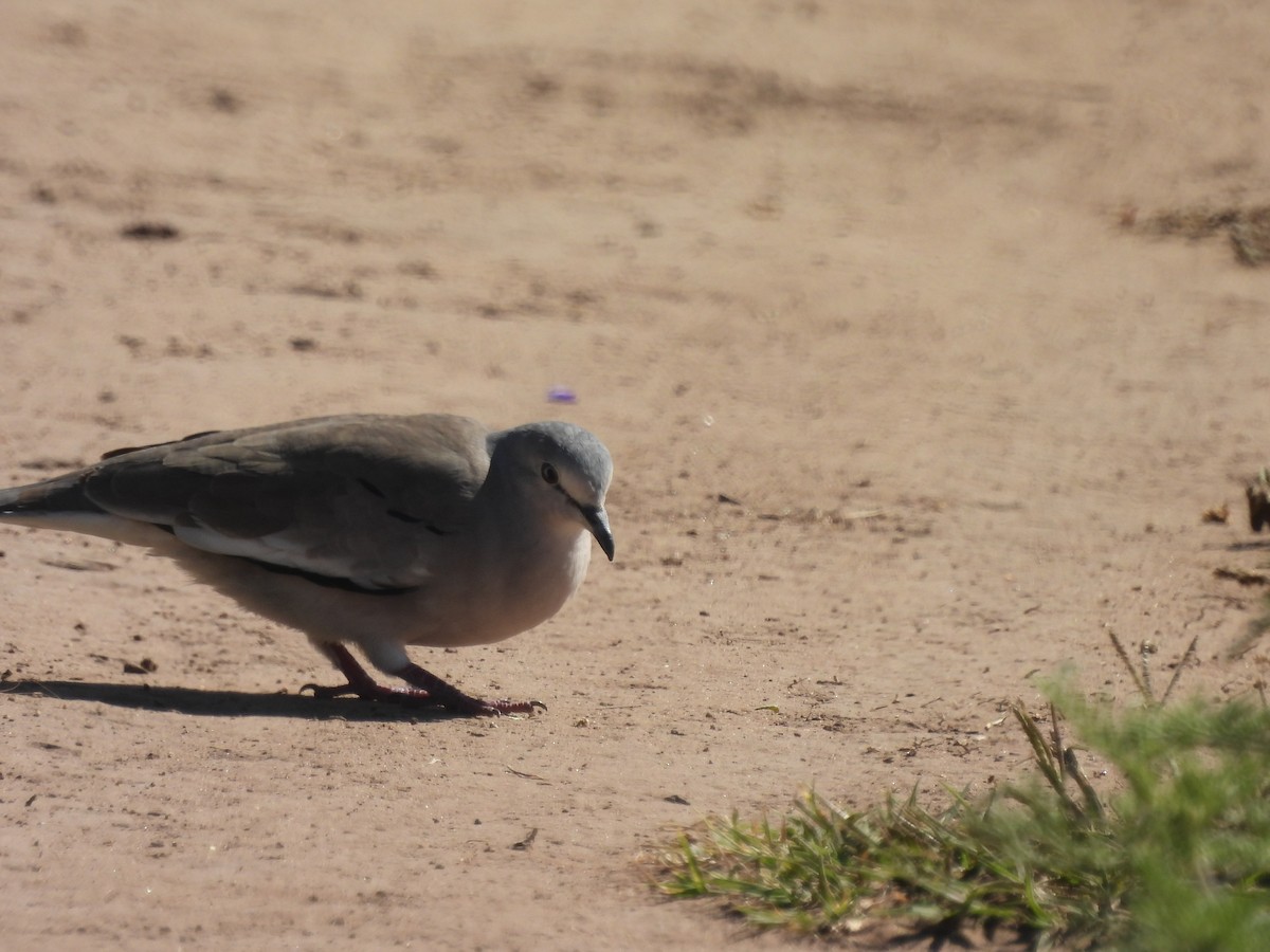 Picui Ground Dove - ML630178799