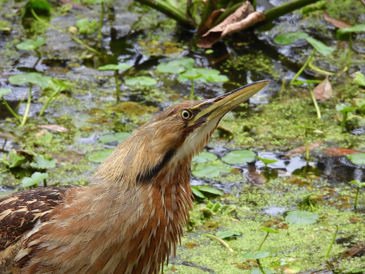 American Bittern - ML630178802