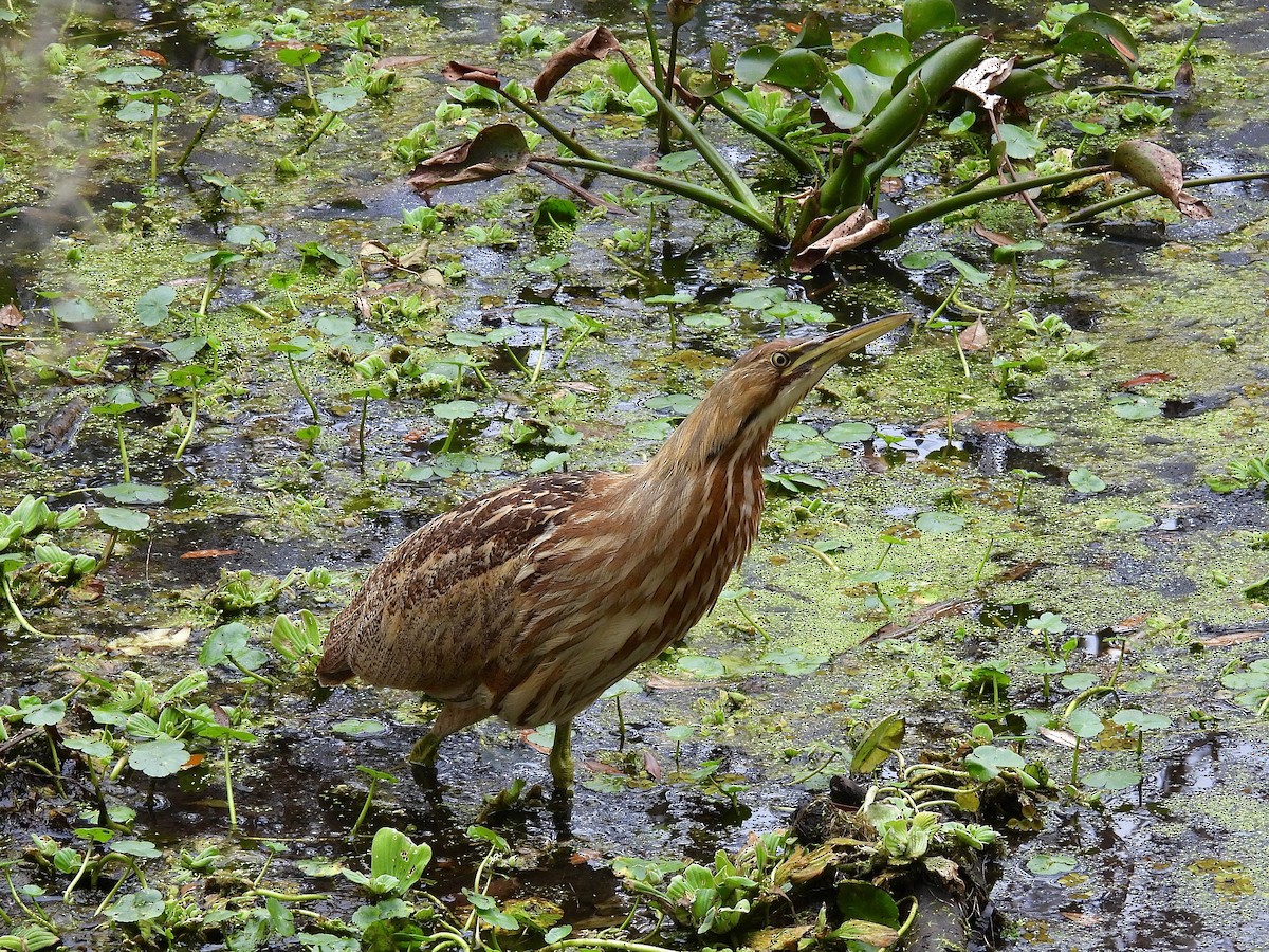 American Bittern - ML630178803