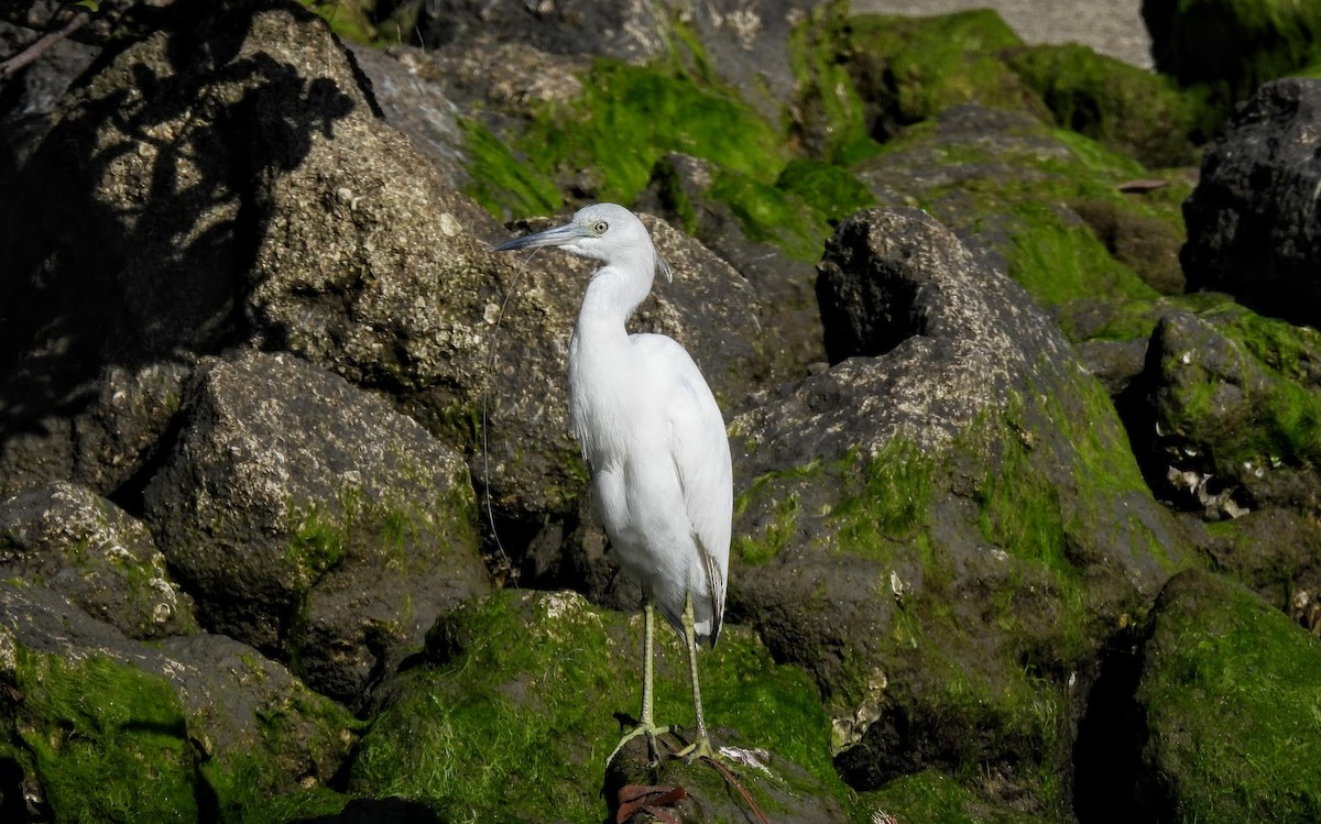 Little Blue Heron - ML630178980