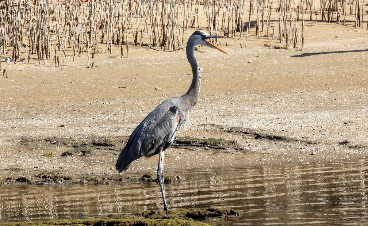 Great Blue Heron - ML630178991
