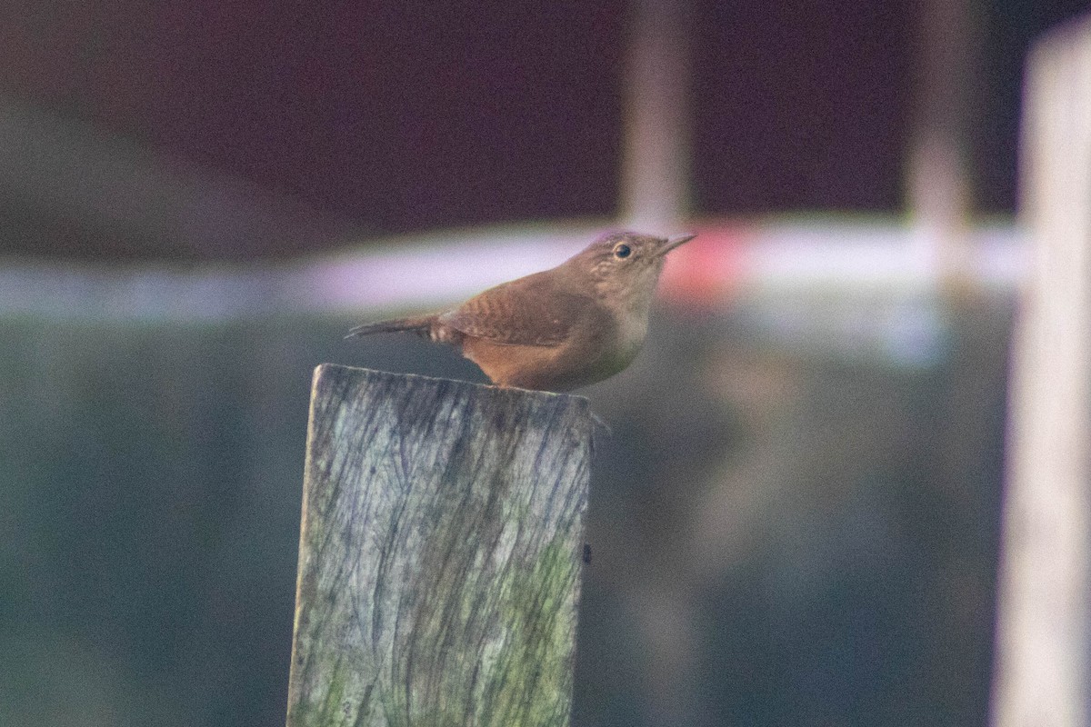 Southern House Wren - ML630179008