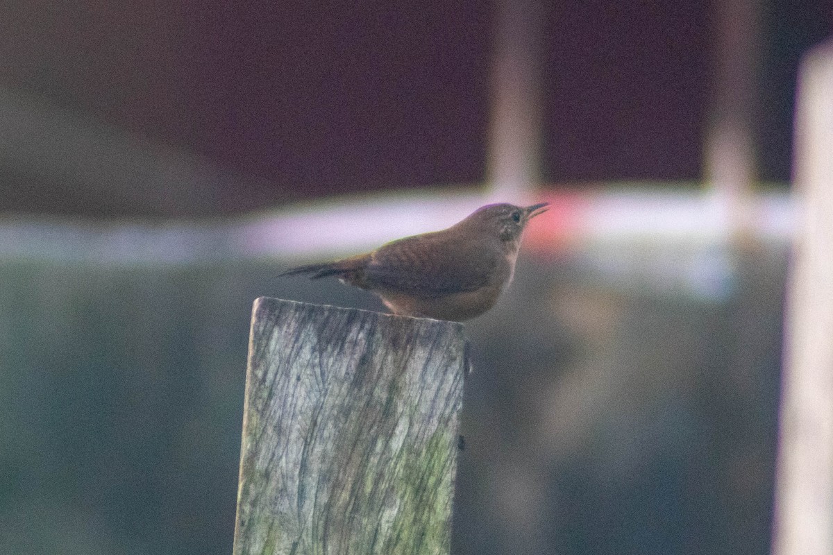 Southern House Wren - ML630179009