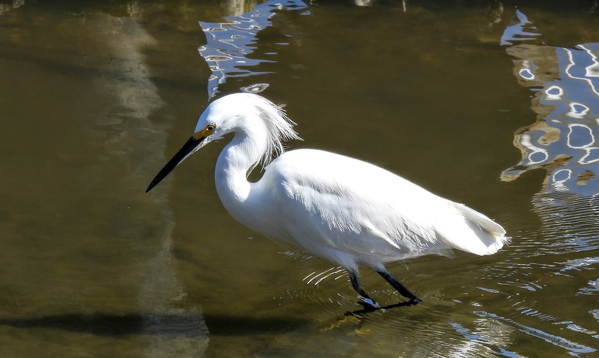 Snowy Egret - ML630179030