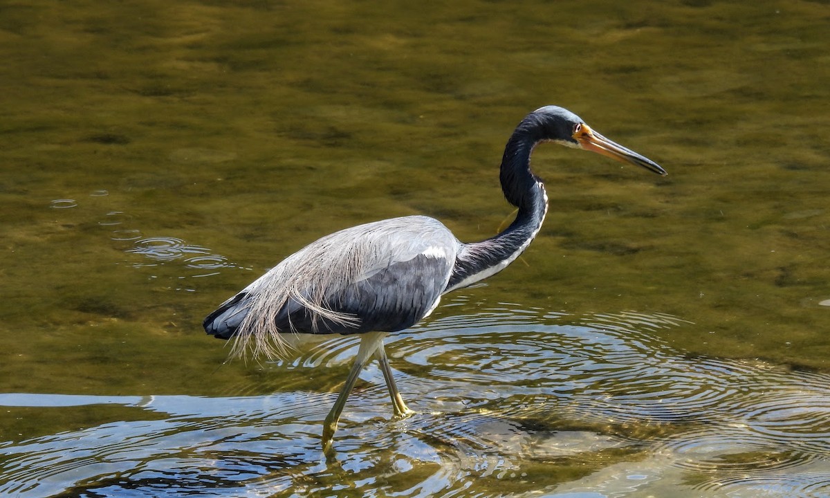 Tricolored Heron - ML630179033