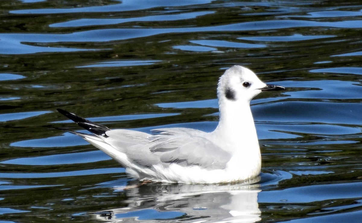 Bonaparte's Gull - ML630179041