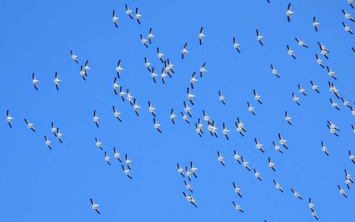 American White Pelican - ML630179118