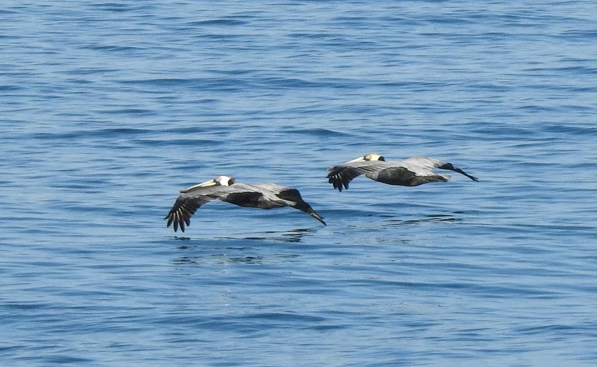 Brown Pelican - ML630179122