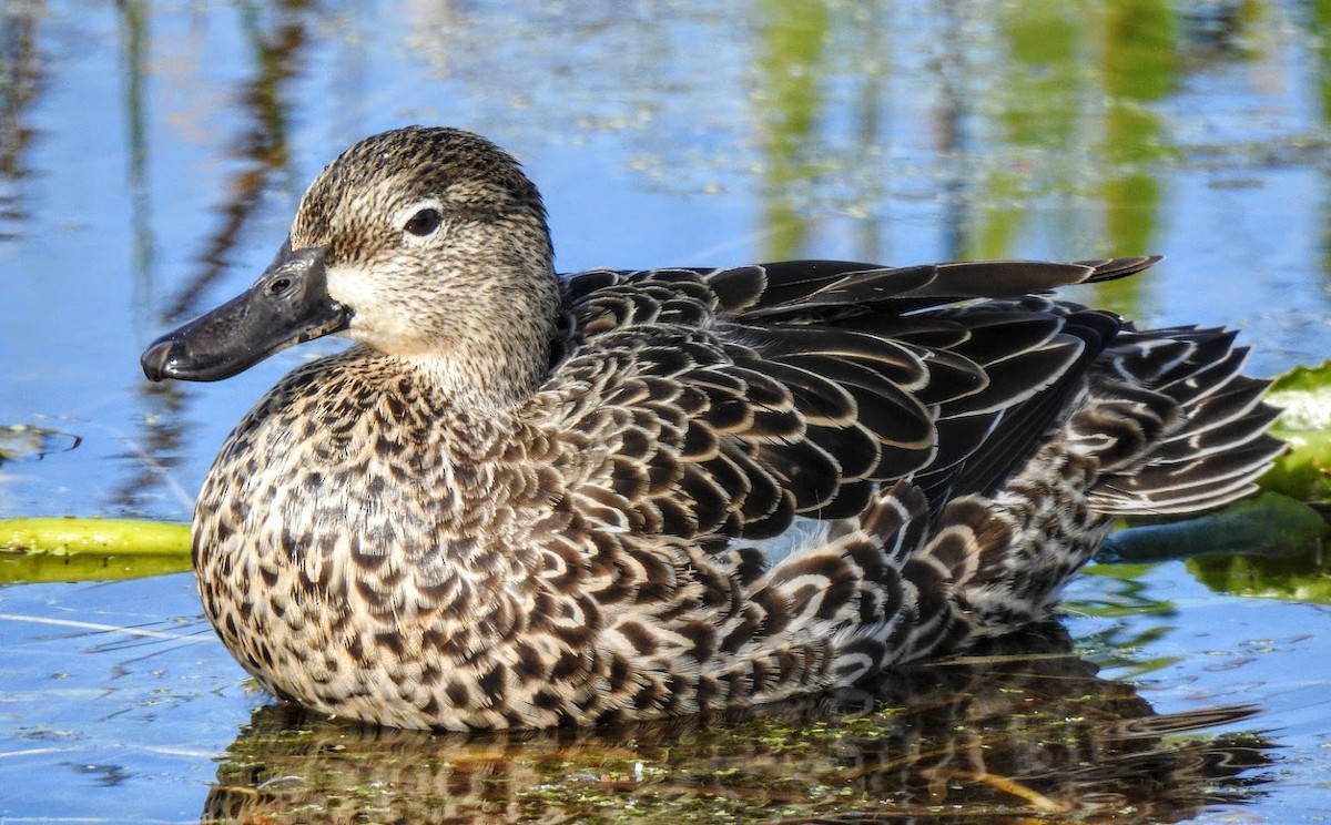 Blue-winged Teal - ML630179134