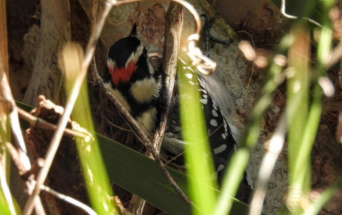 Downy Woodpecker - ML630179197