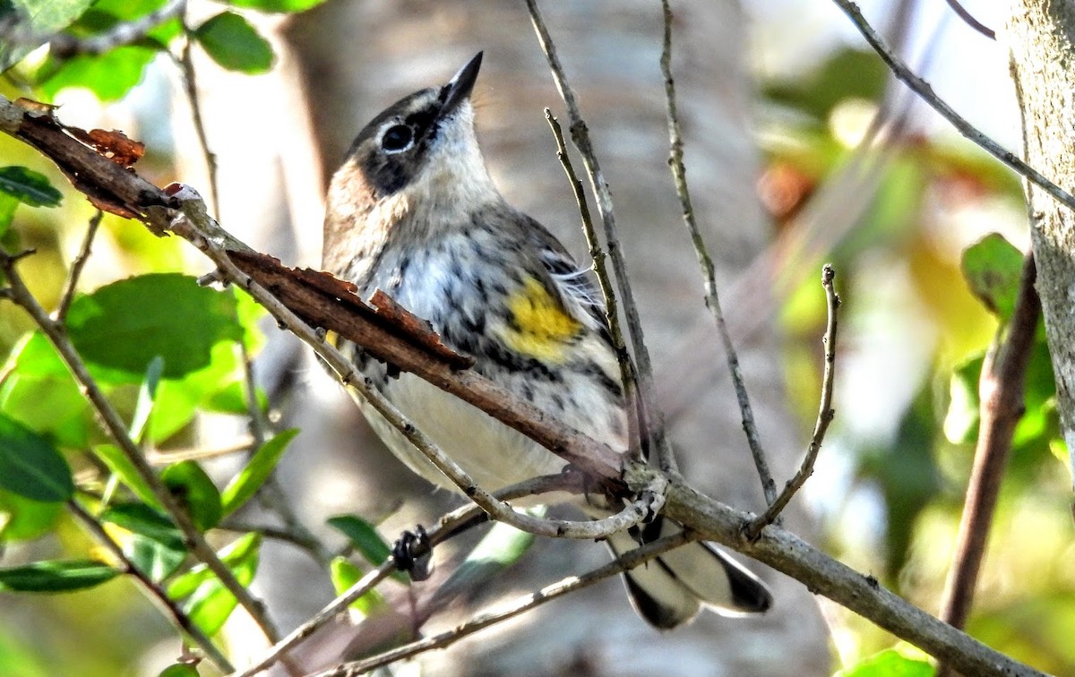 Yellow-rumped Warbler - ML630179204