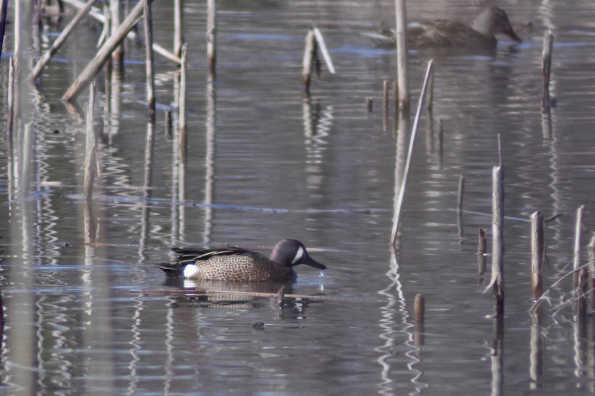 Blue-winged Teal - ML630179205