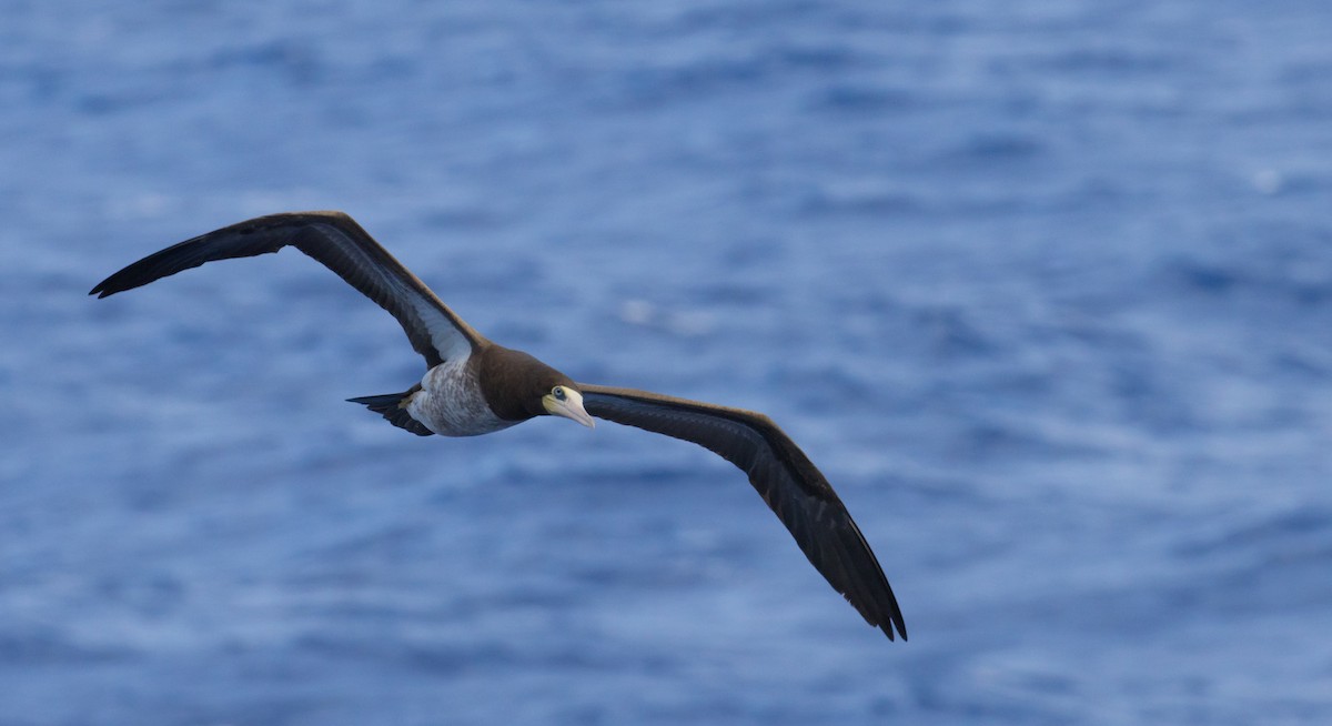 Brown Booby - ML630179234