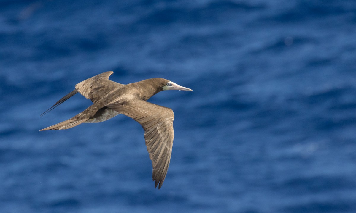 Brown Booby - ML630179235