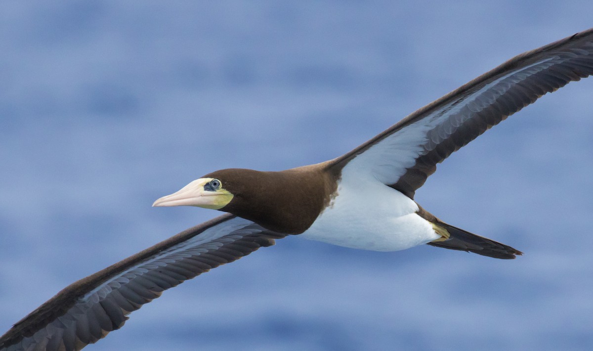 Brown Booby - ML630179236