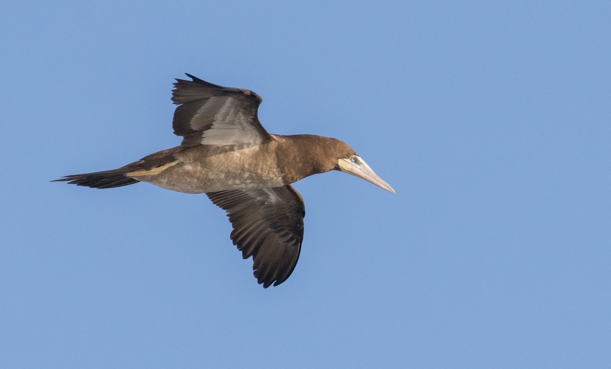 Brown Booby - ML630179237