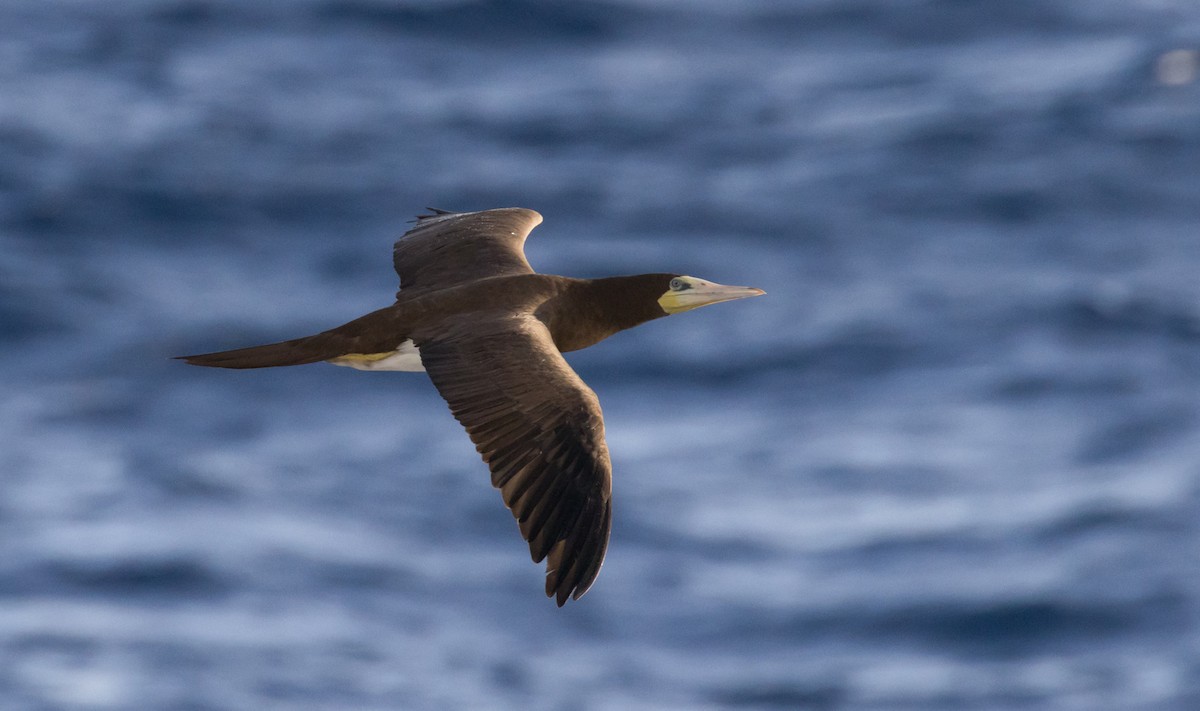 Brown Booby - ML630179238