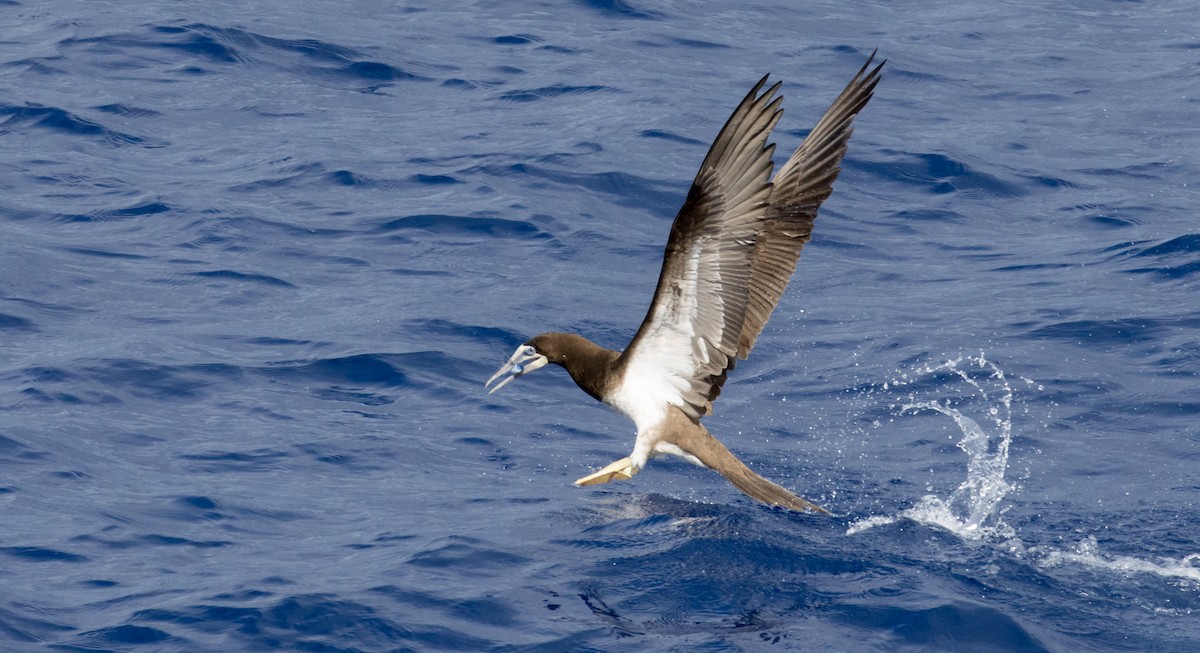 Brown Booby - ML630179239