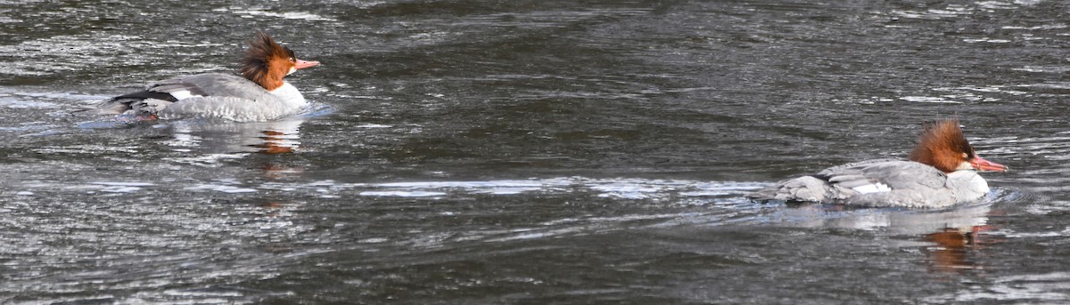 laksand (americanus) - ML630179254