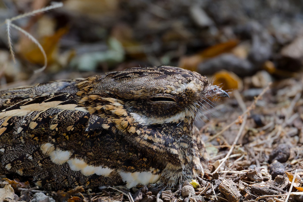 Slender-tailed Nightjar - ML630179277
