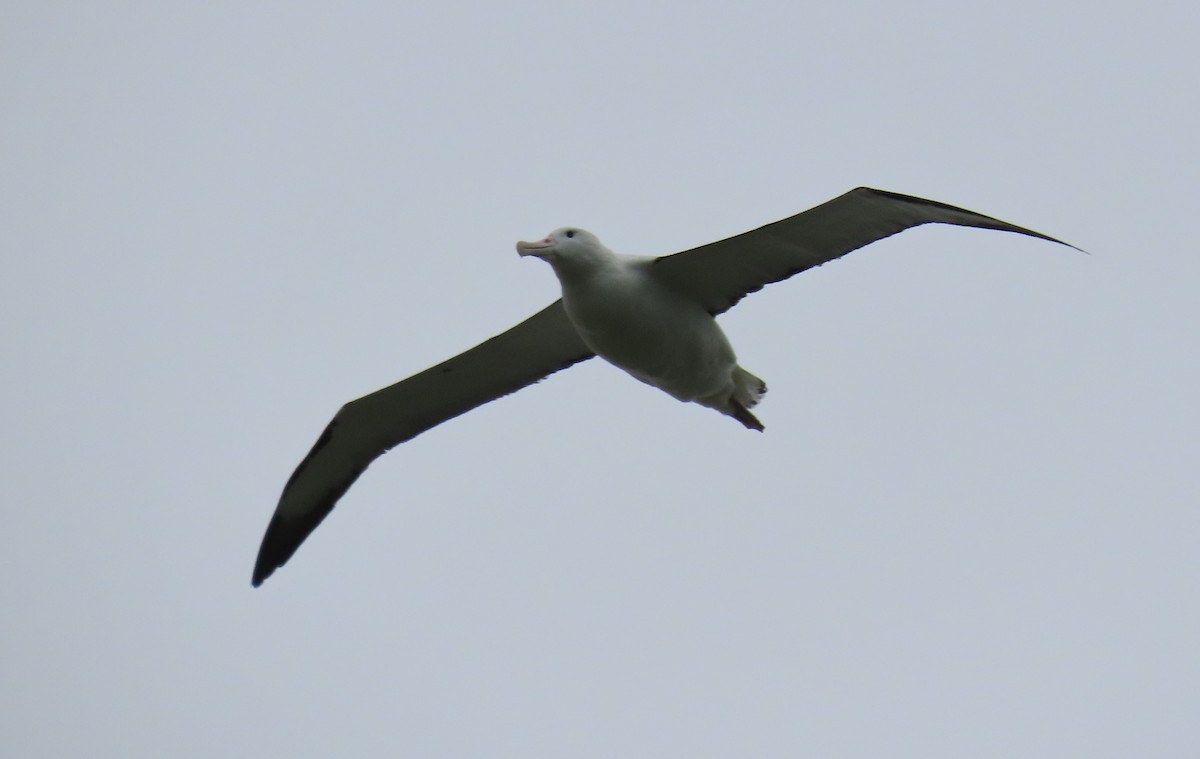 Northern/Southern Royal Albatross - ML630179299