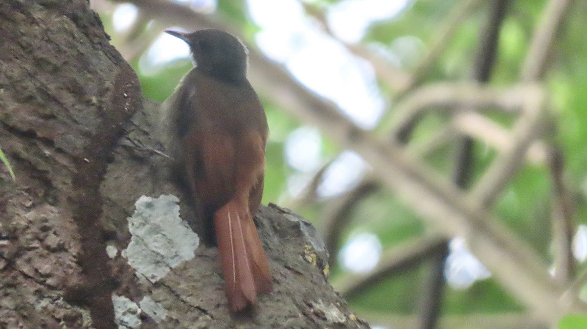 Olivaceous Woodcreeper - ML630179351