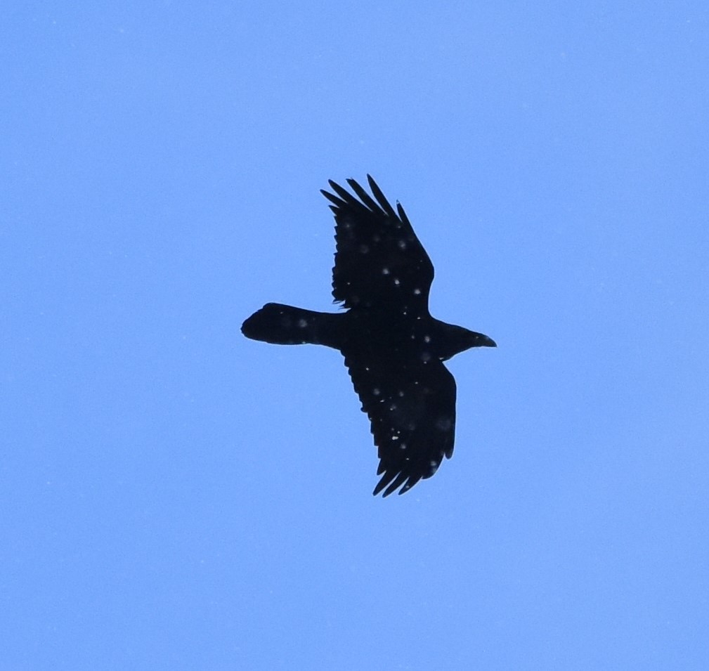 ravn - ML630179401