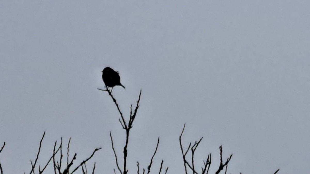 European Stonechat - ML630179509