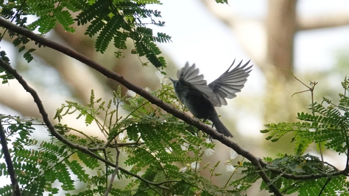 Rarotonga Monarch - ML630179526