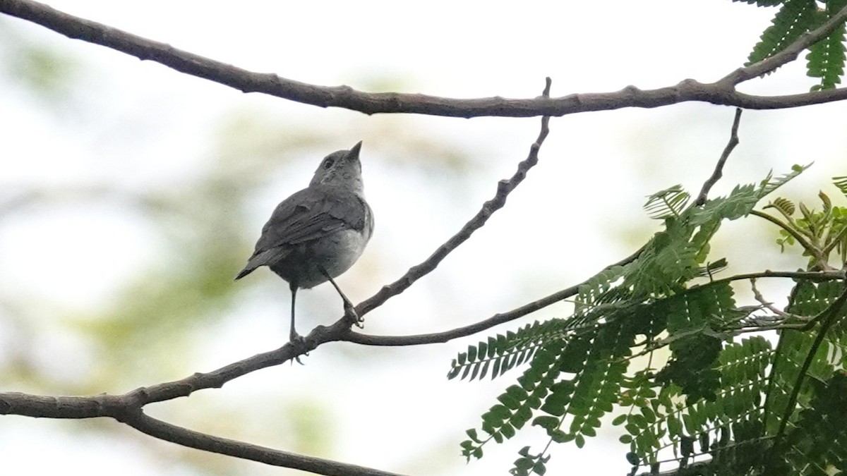 Rarotonga Monarch - ML630179527