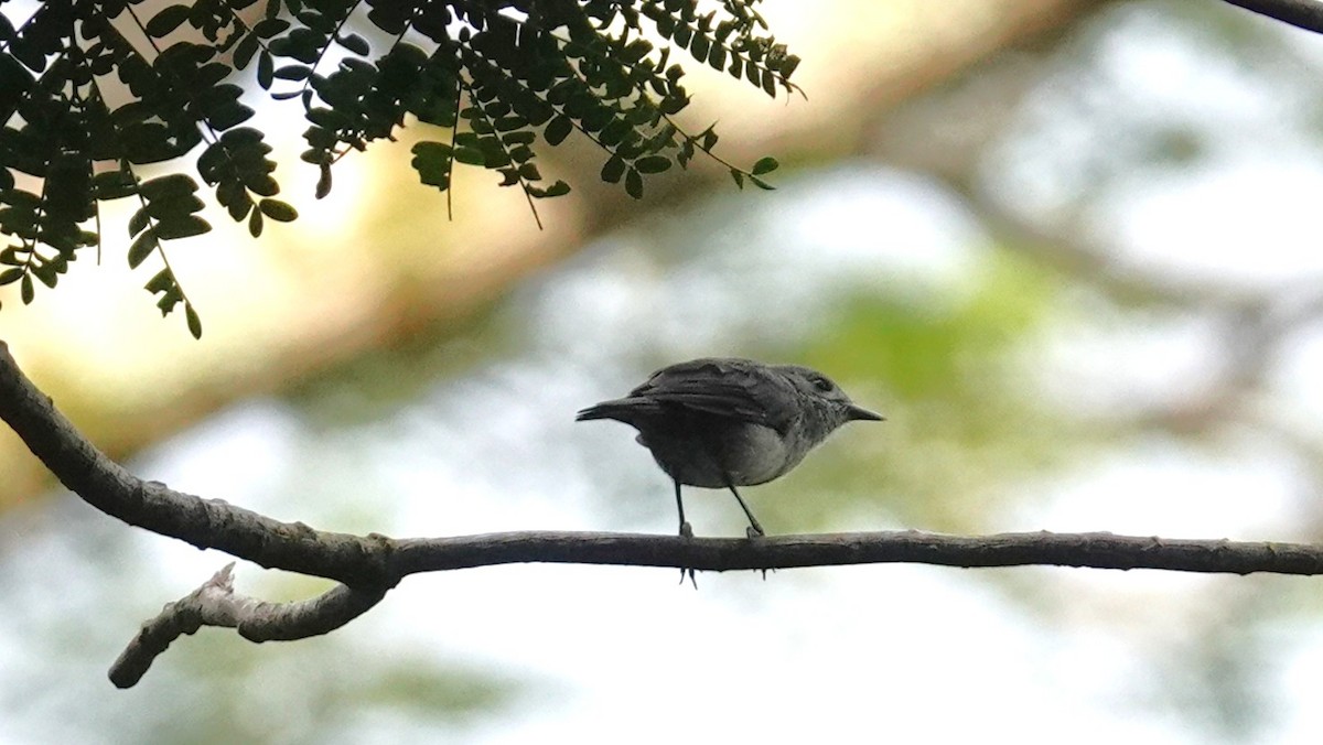 Rarotonga Monarch - ML630179528