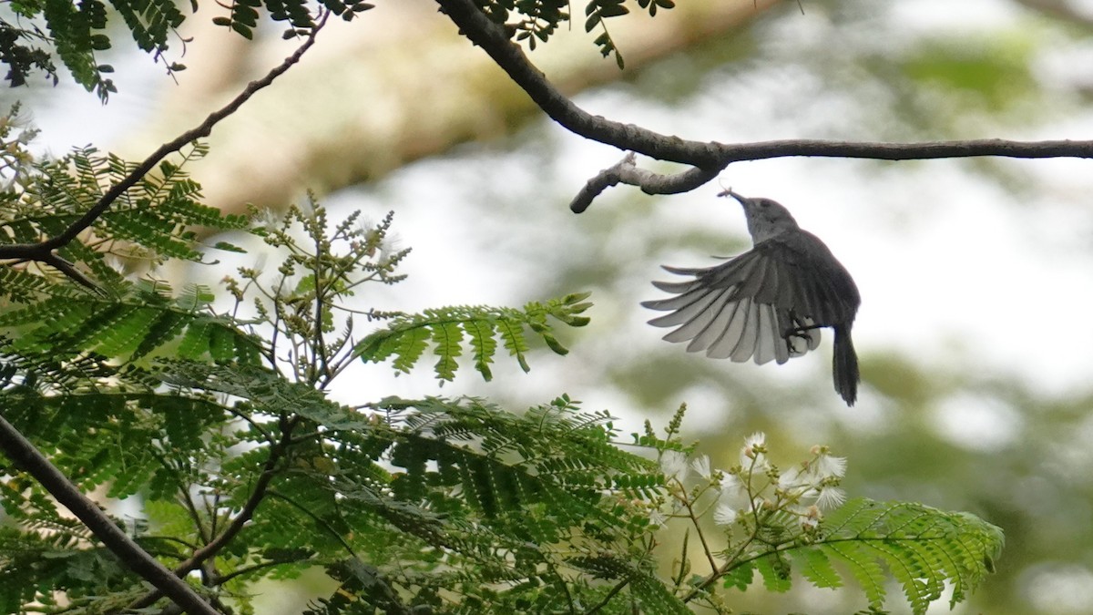 Rarotonga Monarch - ML630179529