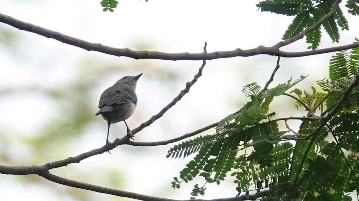 Rarotonga Monarch - ML630179530