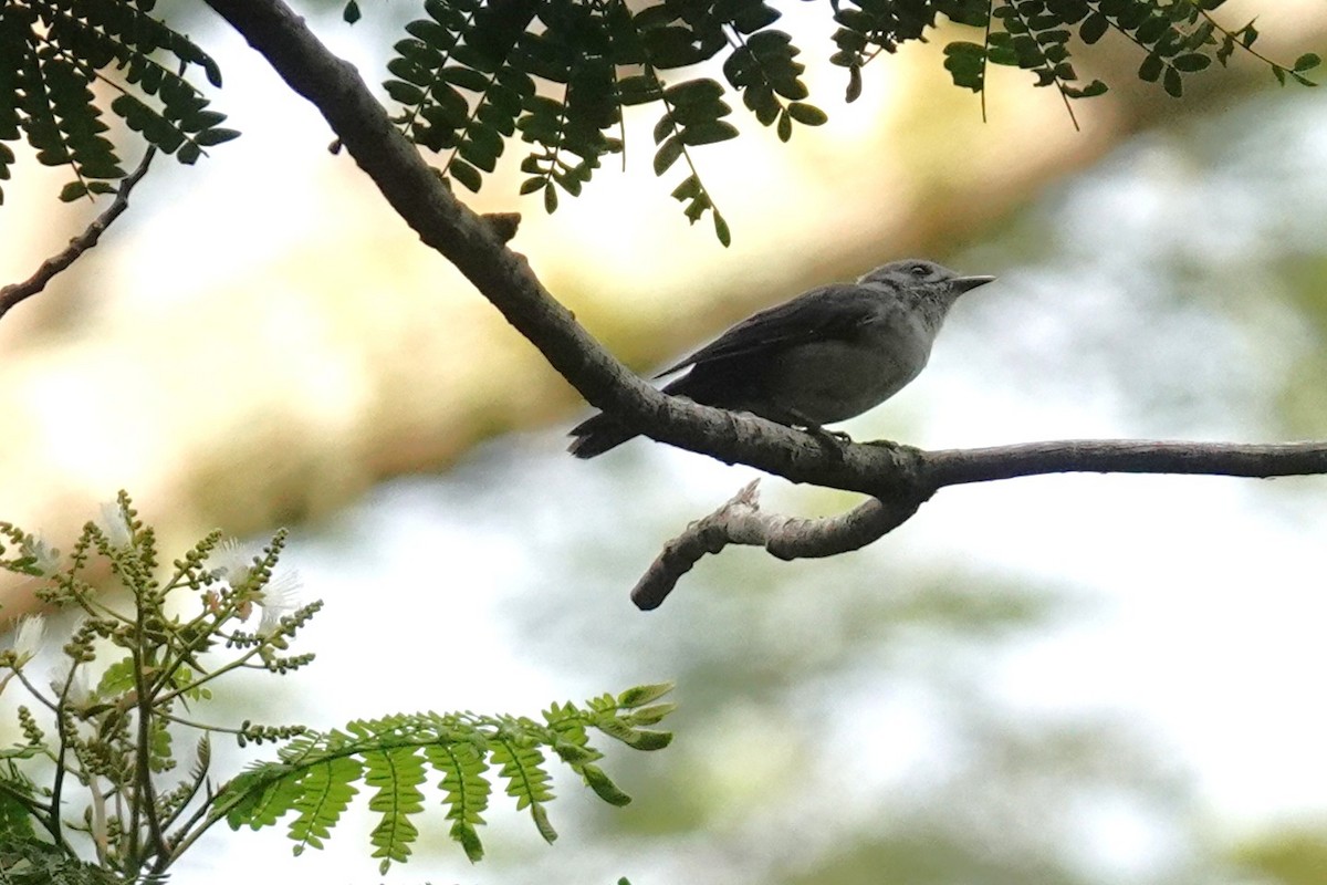 Rarotonga Monarch - ML630179532